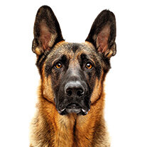 Bissiger Hund - Warnschild reicht nicht