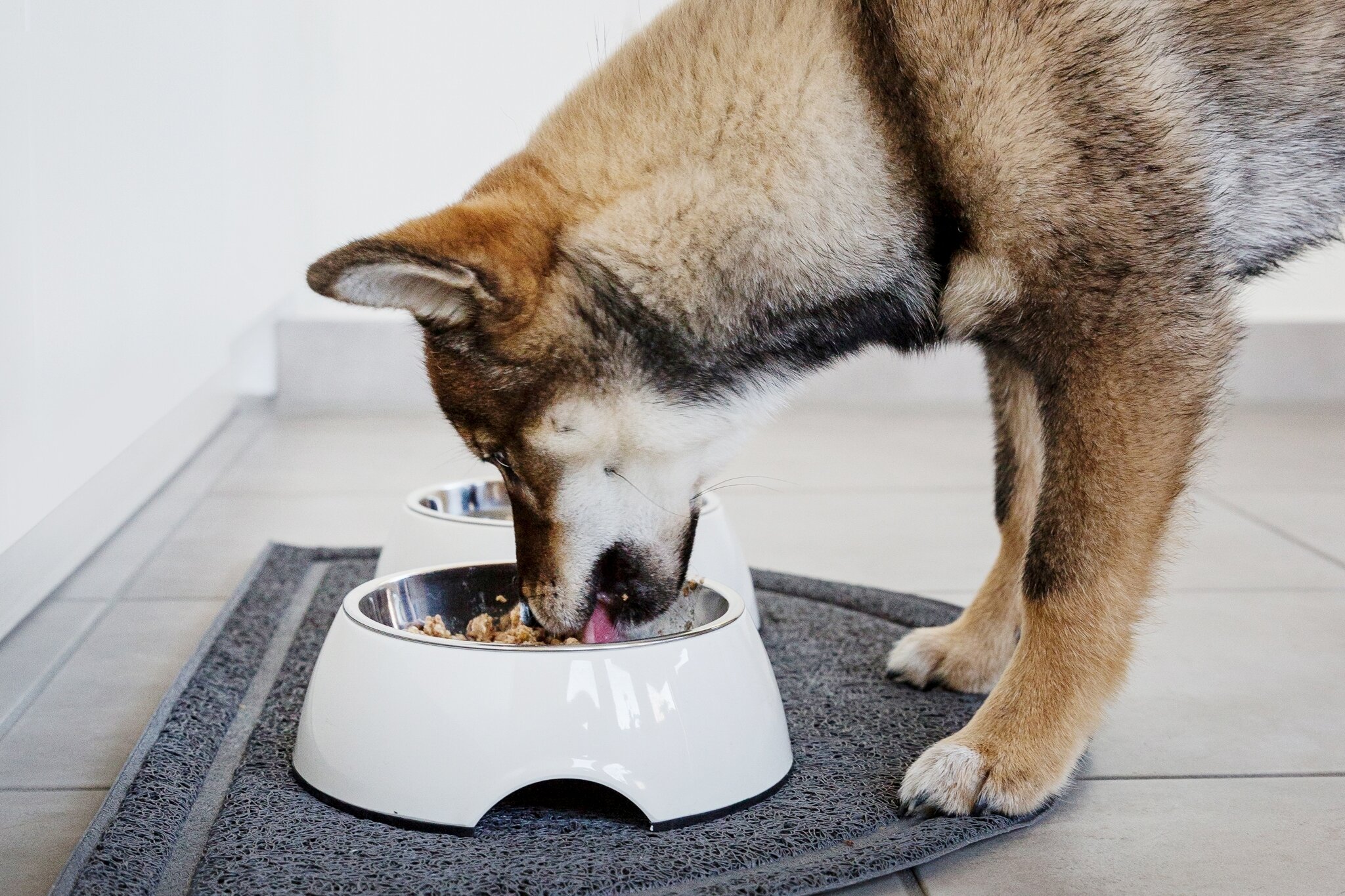 Welpenfutter im Test: Das optimale Futter für junge Hunde | Stiftung Warentest